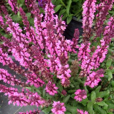 Шалфей дубравный Роуз Квин (розов.)