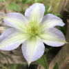 klematis_krupnocvetkovyj_yukikomashi