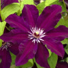 Clematis-Stasik