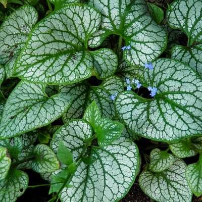 Бруннера крупнолистная Джек Фрост (гол.)