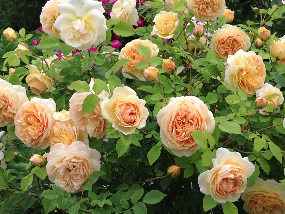 Роза Королин