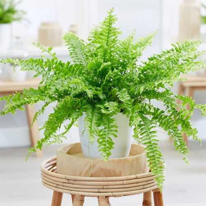 nephrolepis-exaltata-green-lady-01