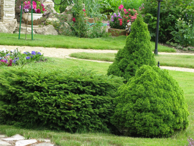 Ель канадская Альберта Глоб1