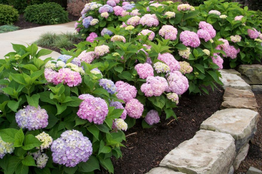 Гортензия крупноцветковая Эндлесс Саммер Ориджинал2