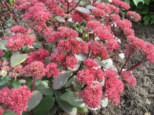 Очиток гибридный Red Cauli_2