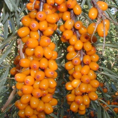 Облепиха Августинка_1