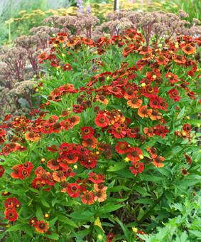 Гелениум осенний Ред Джевел_2