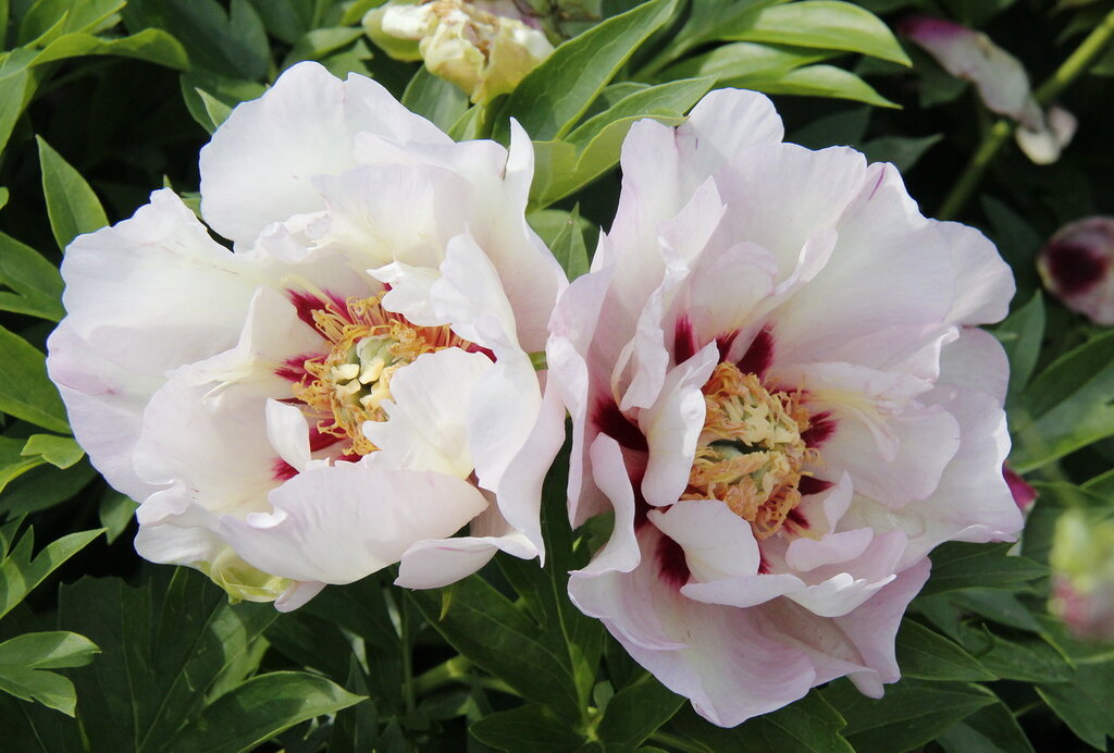 Пастел Сплендор