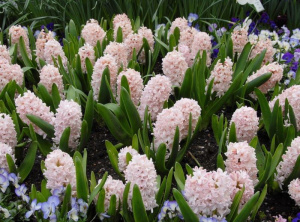 Giatsint-china-pink