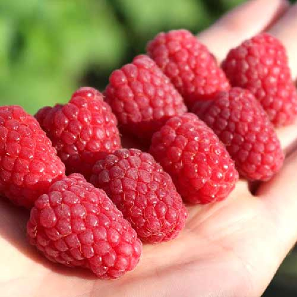 malina-krupnoplodnaya-fenomen