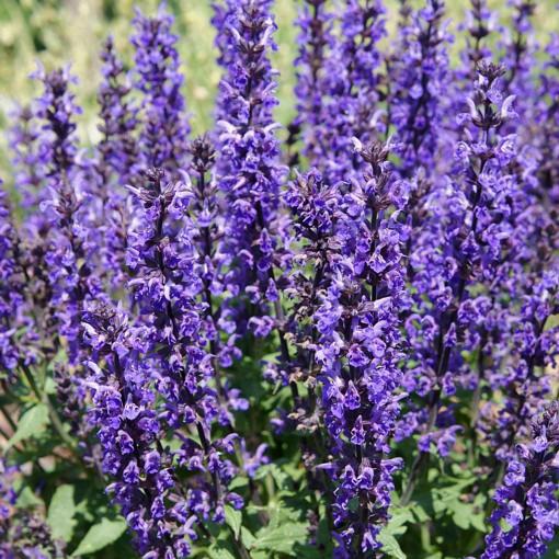 3891_merlo_blue_compact_5