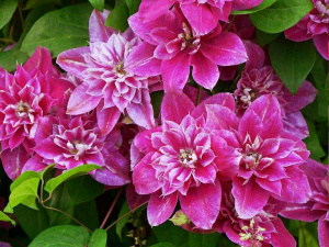 Klematis-maj-darling