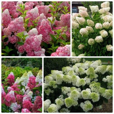 гортензия метельчатая