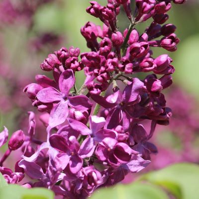 сирень индия