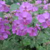 Geranium Karmina