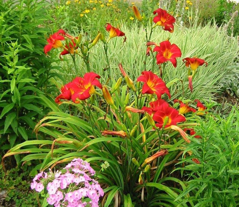 Лилейник Анзак