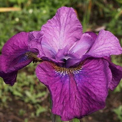 1_си я лейтер