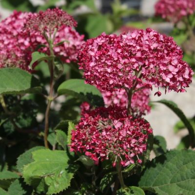 свит аннабель