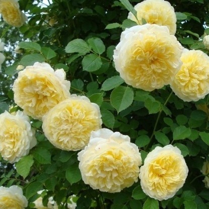 Роза английская Д. Остин Пилигрим