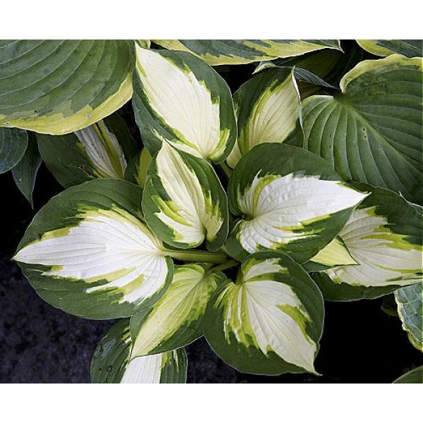 колор фестиваль