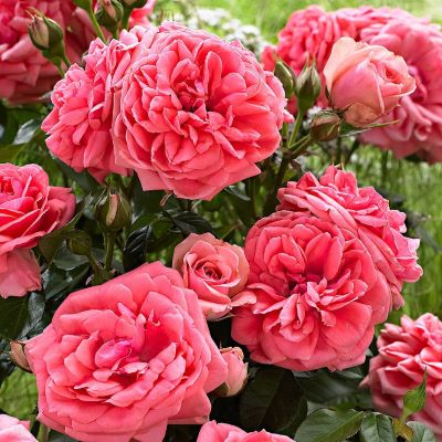 roza_floribunda_kimono_13_20093824