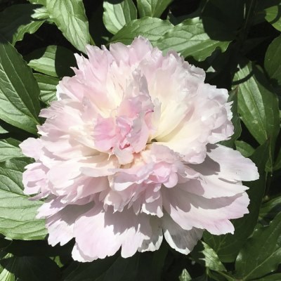 НоменклатураПрисоединенныеФайлы