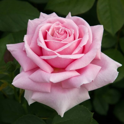 Фредерик-Мистраль