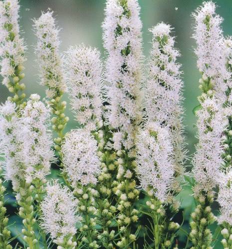 Лиатрис колосковый Альба_2