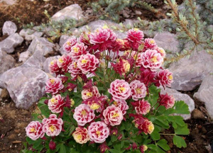 orlik-pospolity-winky-red-and-white-double-aquilegia-vulgaris