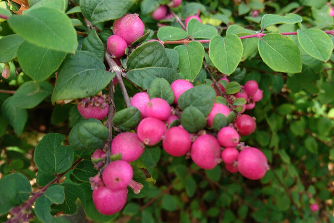 НоменклатураПрисоединенныеФайлы