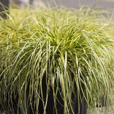 1677242873_klau-club-p-rastenie-mannik