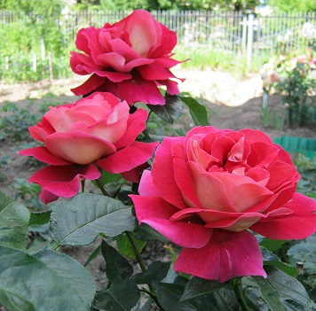 Роза кроненбург2