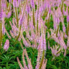 veronikastrum-virginskiy-roseum