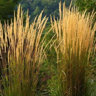 Вейник остроцветковый в ассортименте