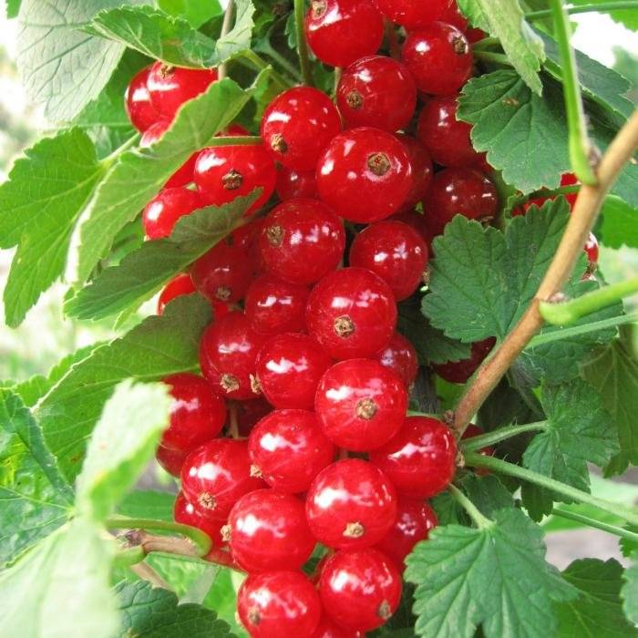 смородина красная Чулковская