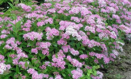 Спирея японская Джапаниз дварф_2