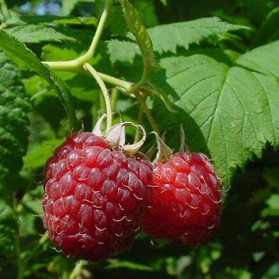 малина зор алтая