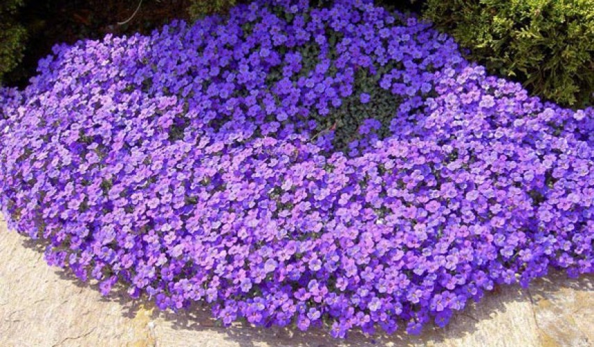 Обриета культурная Хендерсон 3