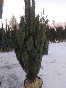 сосна срезка