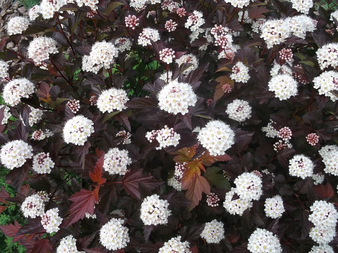 НоменклатураПрисоединенныеФайлы