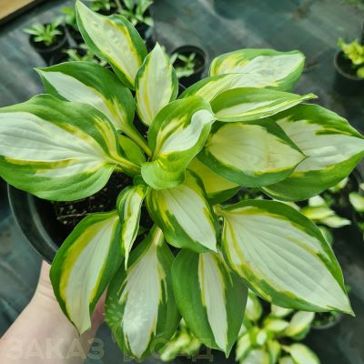 color-festival-hosta-pestrolistnaya