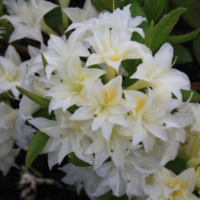 азалия крупн