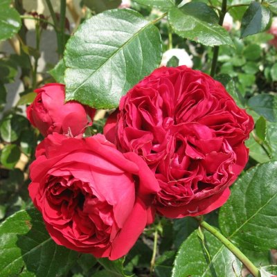 эрик таберли