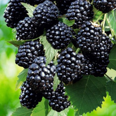 Ежевика_лохтей