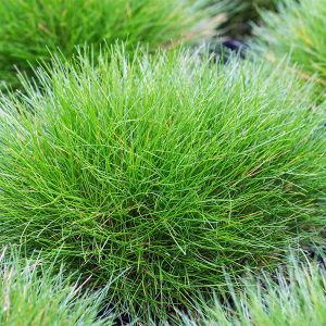 Festuca-gautieri