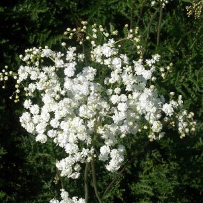 мультиплекс