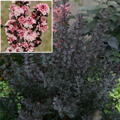 Пузыреплодник-11