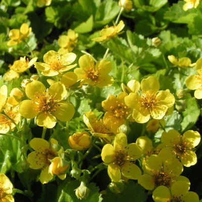 Вальдштейния тройчатая_1