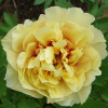 pion_ito_gibrid_garden