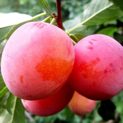 Алыча Кубанская комета_1